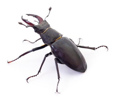 Male black Stag Beetle isolated on white background.の写真素材