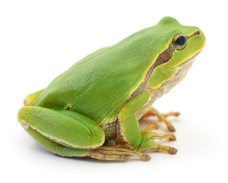 Small green frog isolated on white background.の写真素材