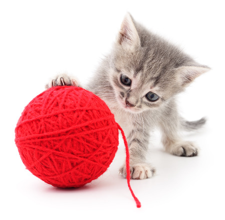 Kitten with ball of yarn isolated on white background.の写真素材