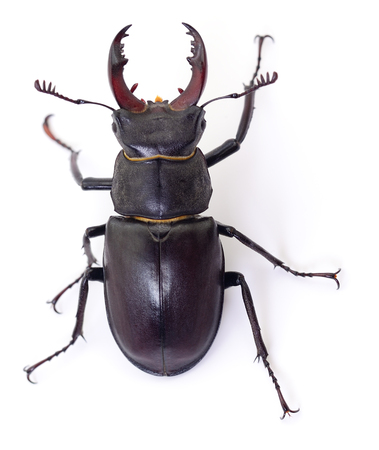 Male black Stag Beetle isolated on white background.