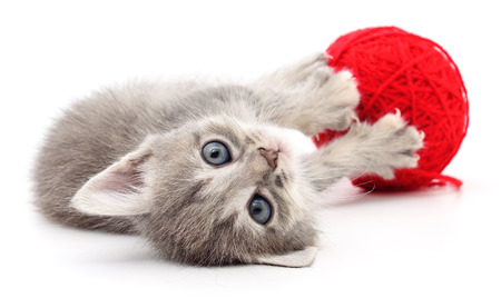 Kitten with ball of yarn isolated on white background.の写真素材
