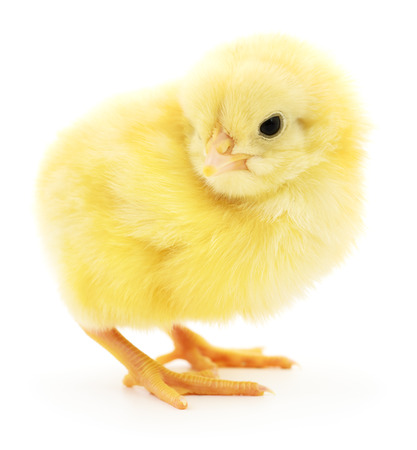 Small yellow chicken isolated on white background.の写真素材