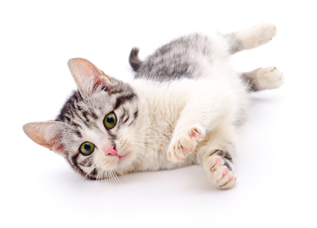 Small gray kitten isolated on white background.の写真素材