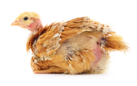 Small brown chicken isolated on white background.の写真素材