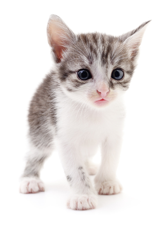 Small gray kitten isolated on white background.の写真素材