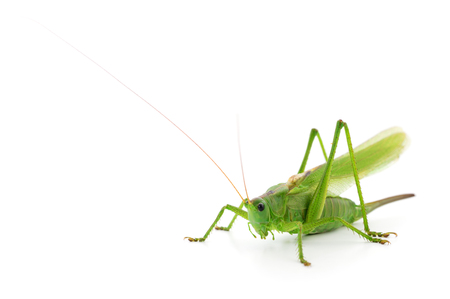 Green locust isolated on a white background.の写真素材