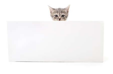 Kitten with blank isolated on white background.の写真素材