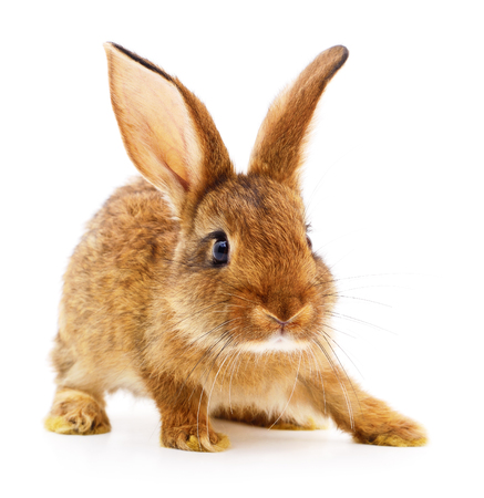 Small brown rabbit isolated on white background.の写真素材