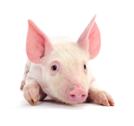 Small pink pig isolated on white background.
の写真素材