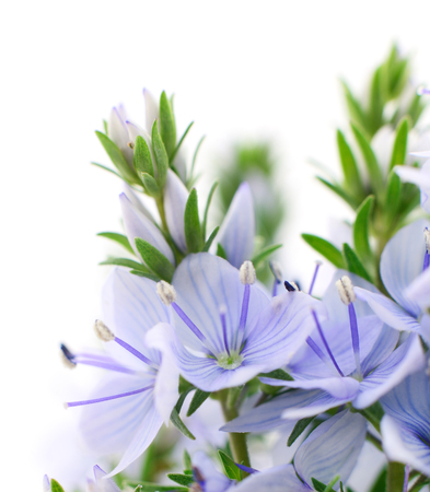 Beautiful blue flowers isolated on white background.の写真素材