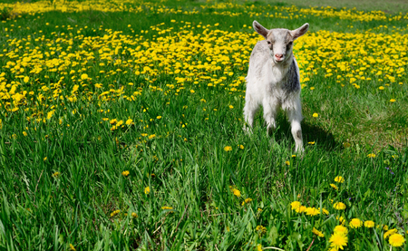 White young goat on the green grass.の写真素材