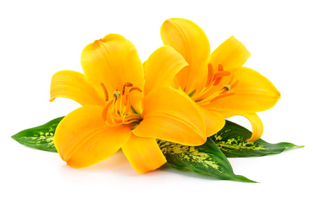 Two yellow lilies isolated on white background.の写真素材