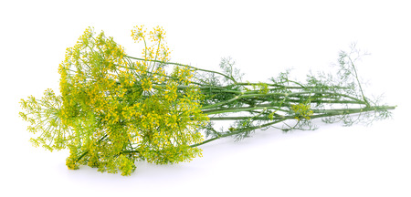 Branch of fresh green dill isolated on white background.の写真素材
