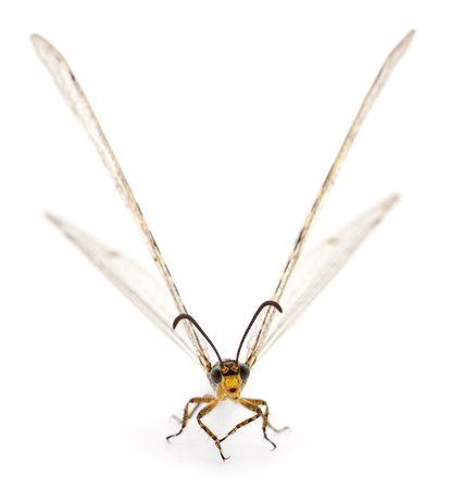 Dragonfly damselfly isolated on white background, studio shot.の写真素材