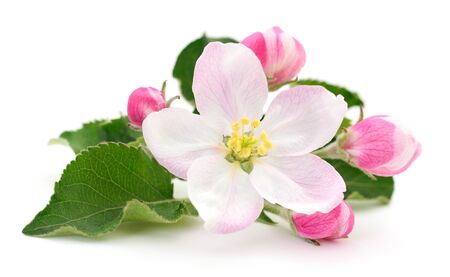 Spring apple flowers isolated on a white.の写真素材