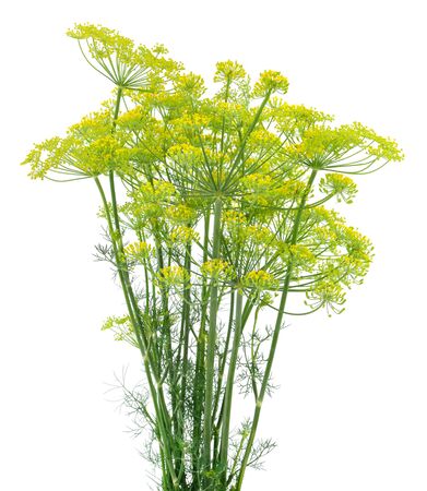 Branch of fresh green dill isolated on white background.の写真素材