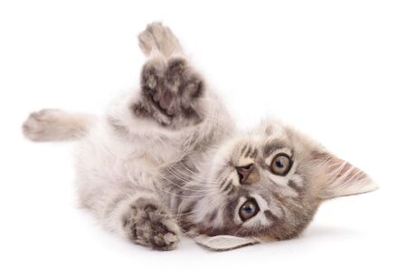 Small gray kitten isolated on white background.の写真素材