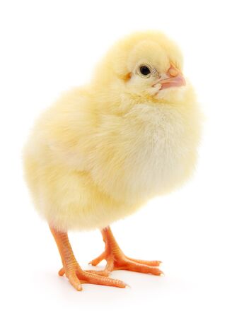 One small chicken on a white backgroundの写真素材