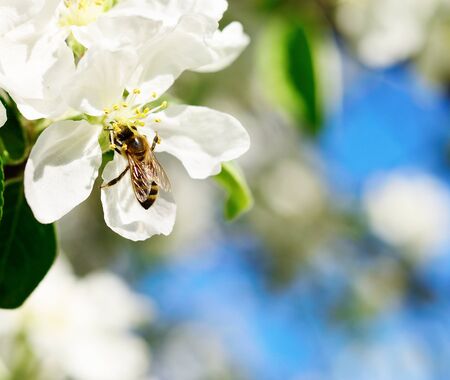 Nature background. Honeybee and white apple flowers.の写真素材