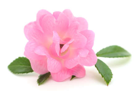 Beautiful pink rose on a white background.の写真素材