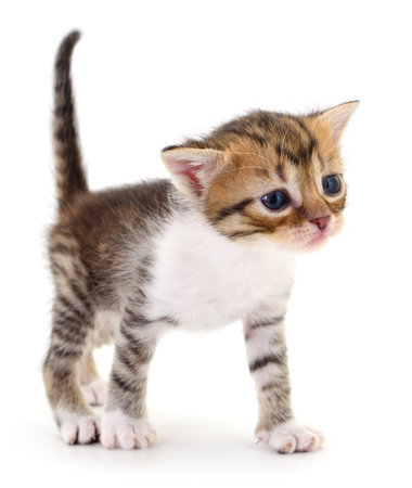 Small brown kitten isolated on white background.の写真素材