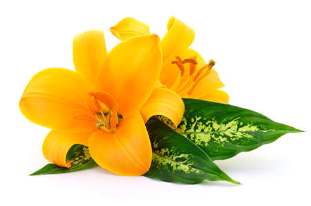 Two yellow lilies isolated on a white background.の写真素材