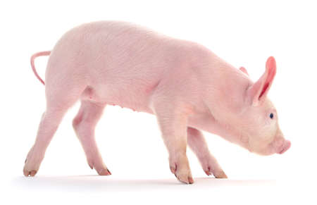 Pig who is represented on a white backgroundの写真素材