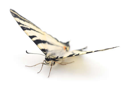 Swallowtail (Papilio machaon) isolated on white background.の写真素材