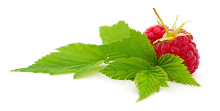 Raspberries and leaves isolated on white background.の写真素材