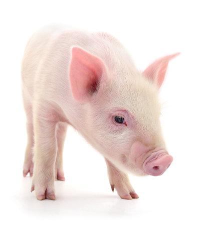 Pig who is represented on a white backgroundの写真素材