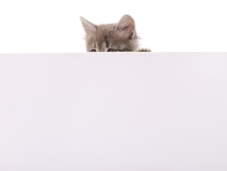 Kitten with blank isolated on white background.の写真素材