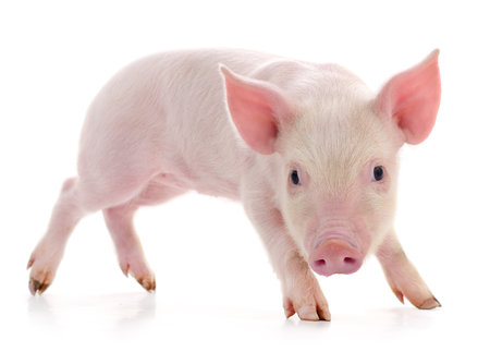 Pig who is represented on a white backgroundの写真素材