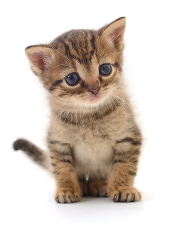 Small brown kitten isolated on white background.の写真素材