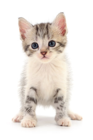 Small gray kitten isolated on white background.の写真素材