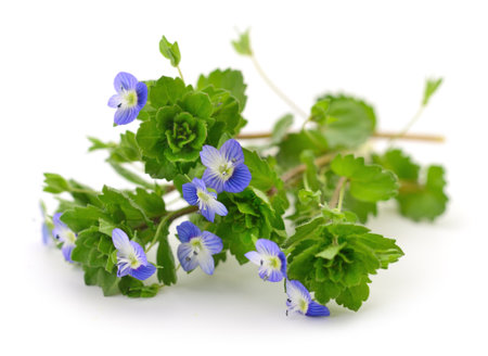 Close-up blue flowers background isolated on whiteの写真素材