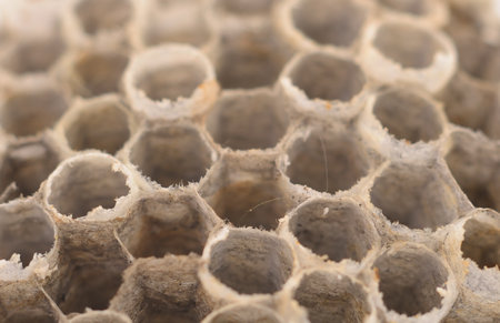 Wasp Honeycomb As Background. Closeup