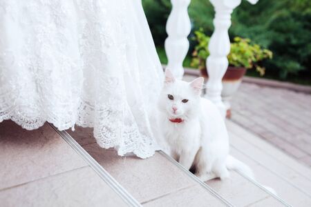 White cat sitting on the stairs next to the bride. The concept of marriage and love.の写真素材