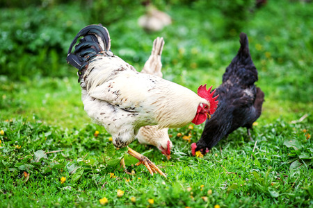 White cock and hens walking on the grass. The concept is a poultry farm.の写真素材