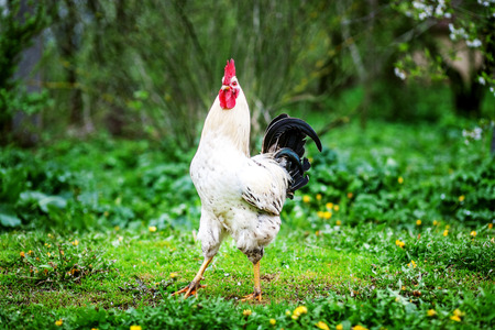 White Cock walking on the grass. The concept is a poultry farm.の写真素材