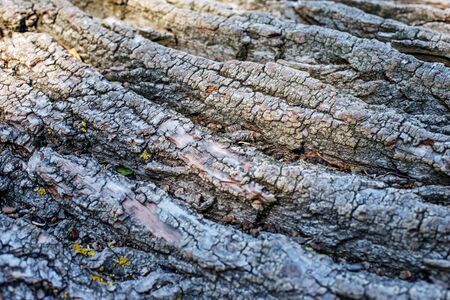 Bark of a tree. Copy space. Concept background and texture.の写真素材