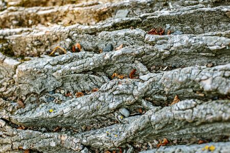 Bark of a tree. Place for the inscription. Concept background and texture.の写真素材
