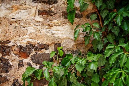 Stone wall with ivy. Concept background and texture.の写真素材