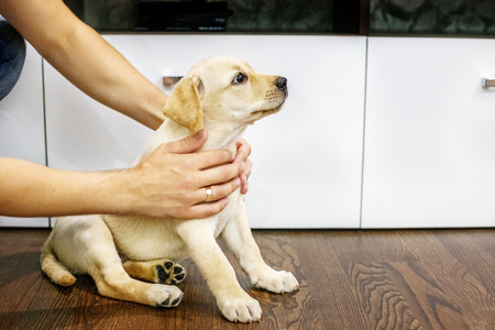 Man to iron a little Labrador puppy. Home. The concept of pets.の写真素材