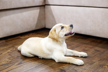 The little puppy labrador is in the room. Home. The concept of pets.の写真素材