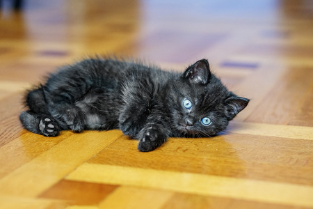 Little black kitten is lying on the wooden floor. Pets conceptの写真素材