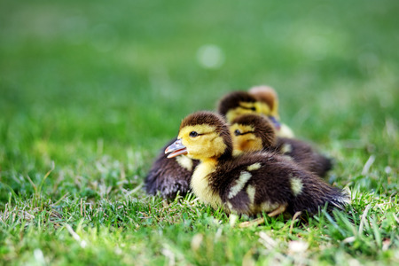 Little ducklings on the grass. Copy space. The concept of pets, farm, farming.の写真素材