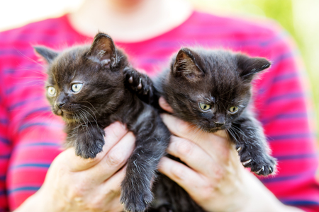 Two black kittens in the hands of man. Pets conceptの写真素材