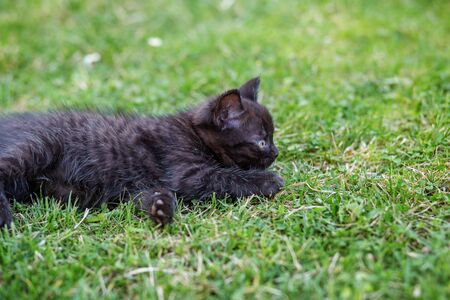 A little black cat lies in the grass. The concept of pets, care, farm.の写真素材