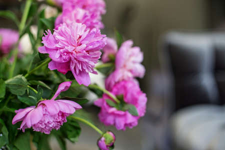 A bouquet of pink peonies in the interior. Beautiful modern interior and fresh flowers, comfort and comfort in the house. Selective Focus. home decoration, fresh pink peonies.の写真素材