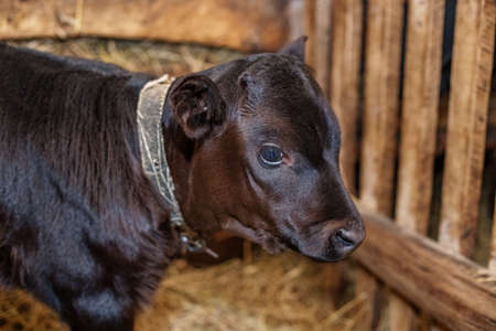 Cute little calf stands in wooden barn in village. Cow is standing next to hay.の写真素材